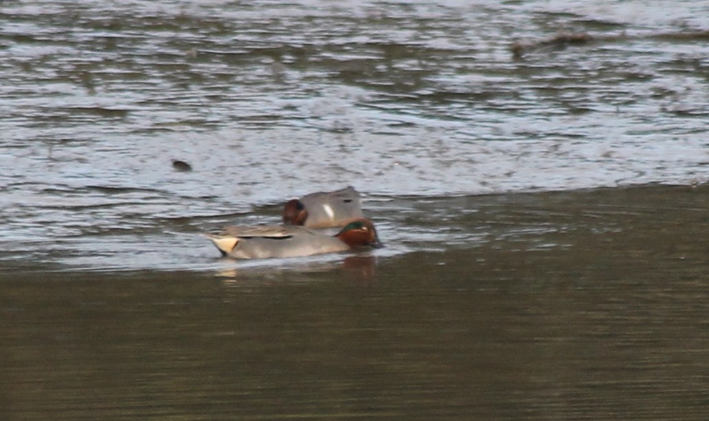 Green-winged Teal (Eurasian) - ML69027051