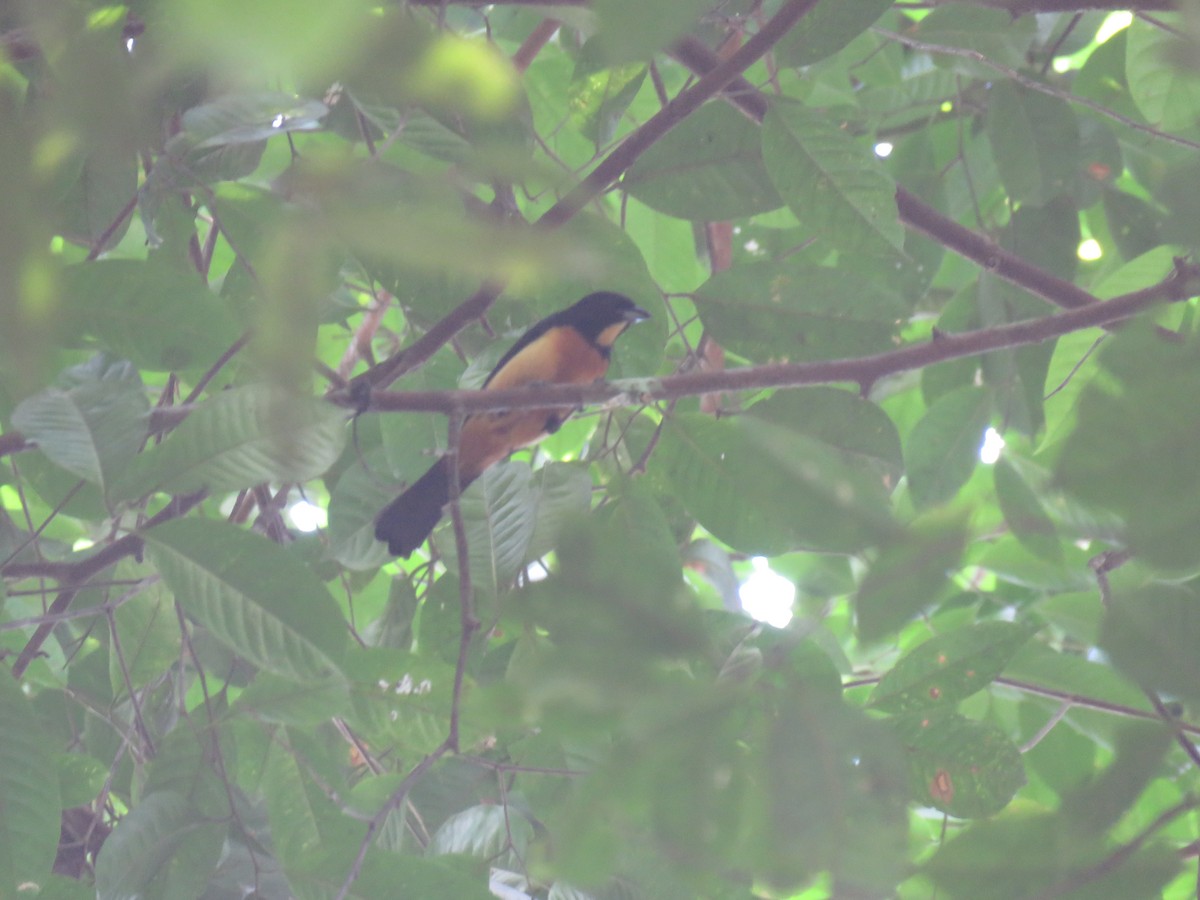 Yellow-crested Tanager - ML69028041