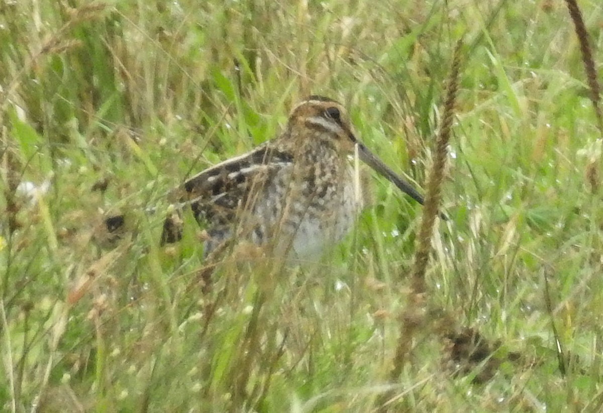 Wilson's Snipe - ML69028721