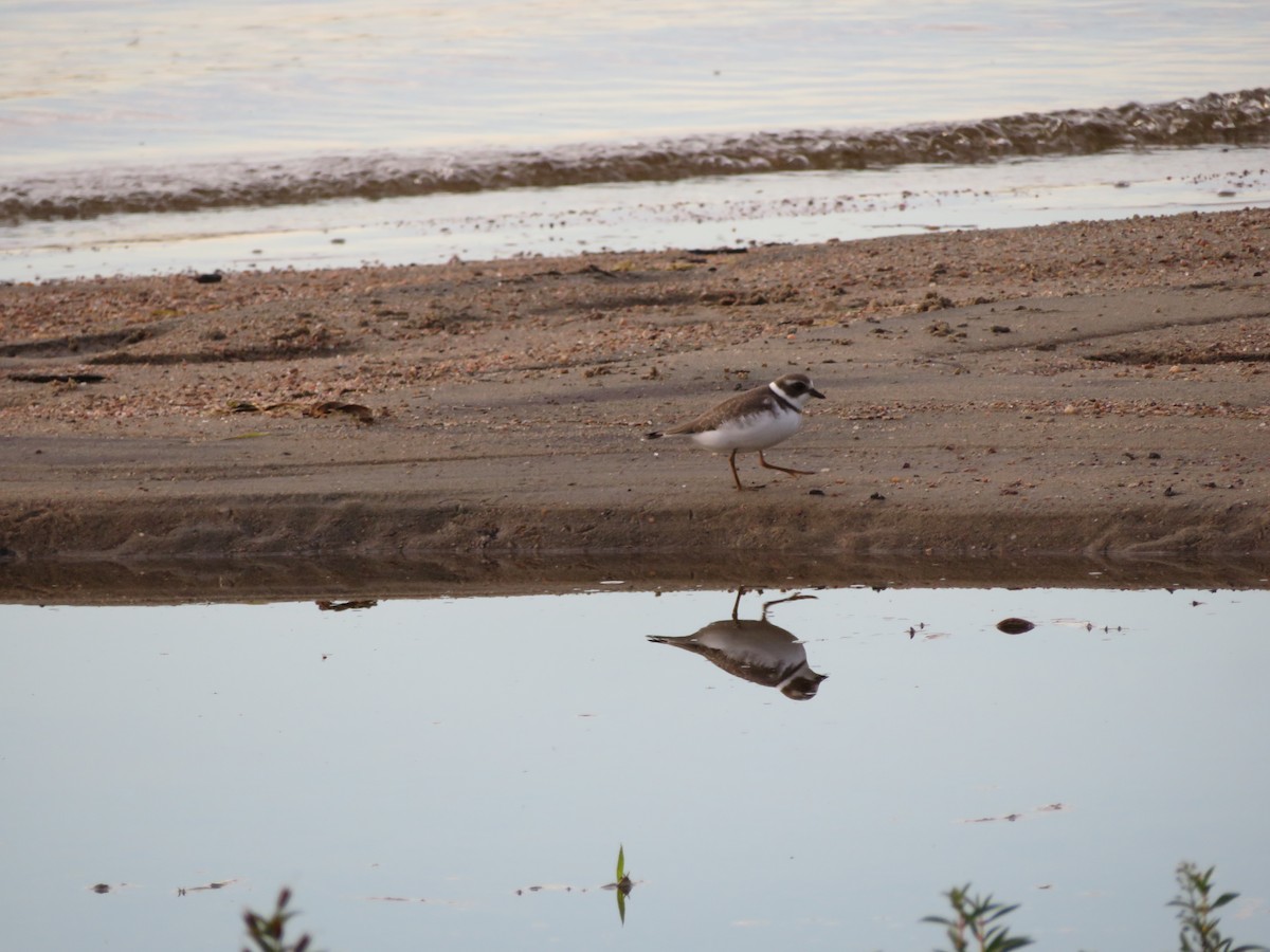 Semipalmated Plover - ML69029321