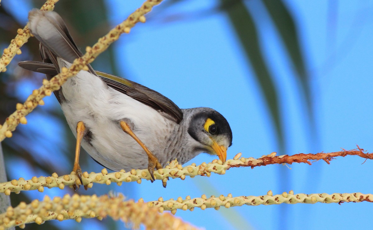 Noisy Miner - Gary Leavens