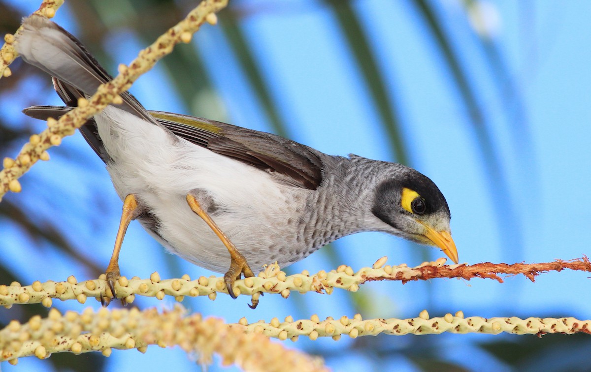 Noisy Miner - Gary Leavens