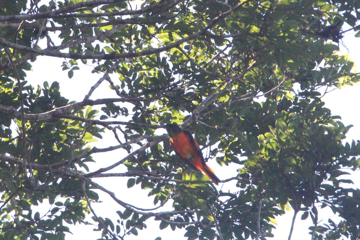 Fiery Minivet - ML69032681