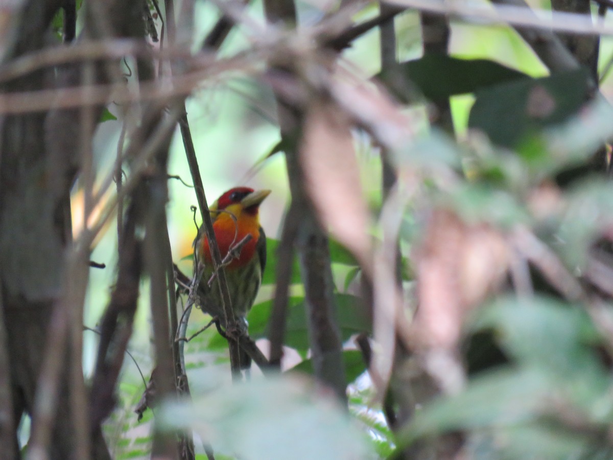 Lemon-throated Barbet - ML69032781