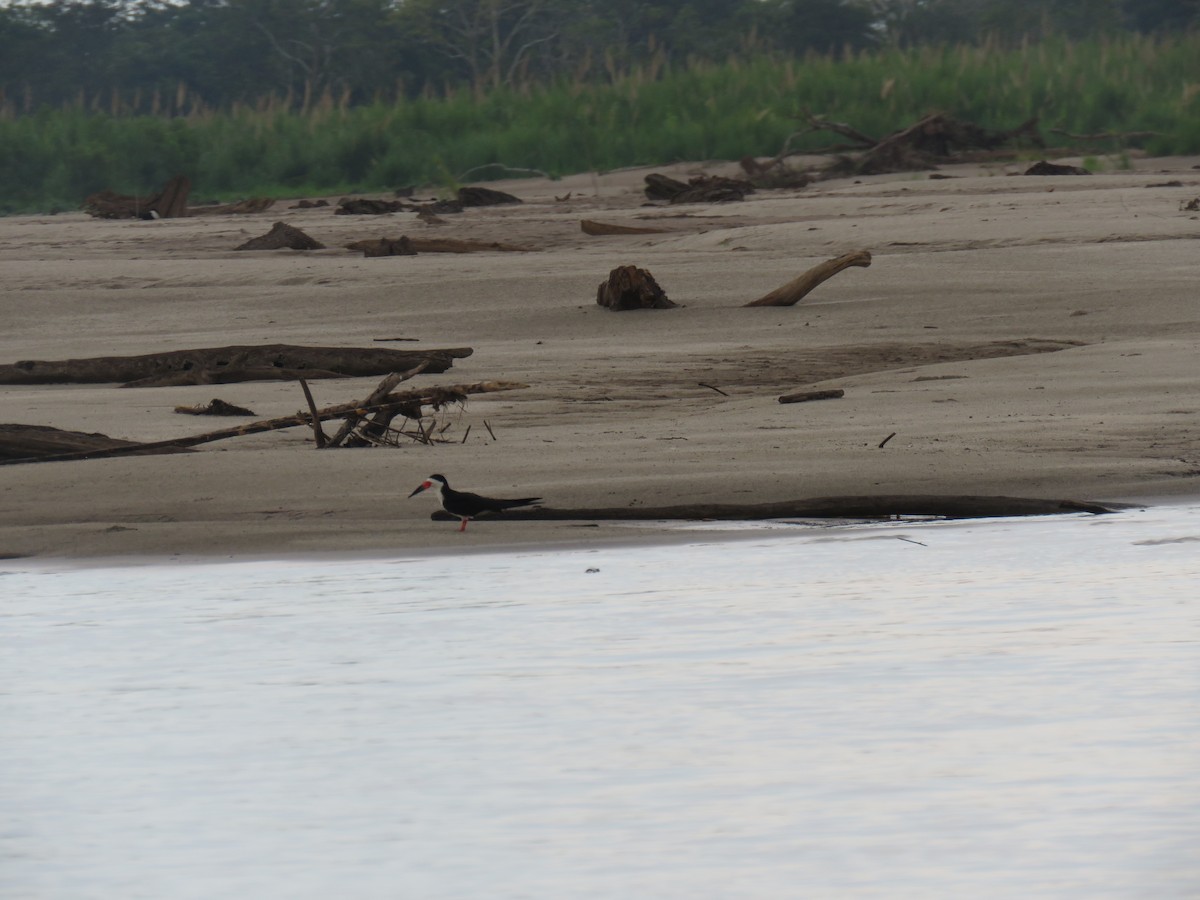 Black Skimmer - ML69032921