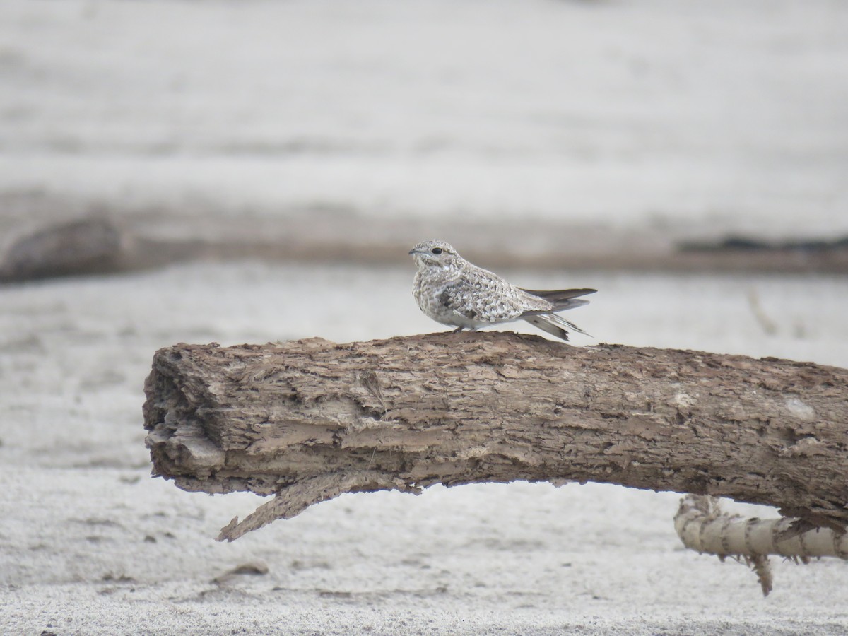 Sand-colored Nighthawk - ML69032941