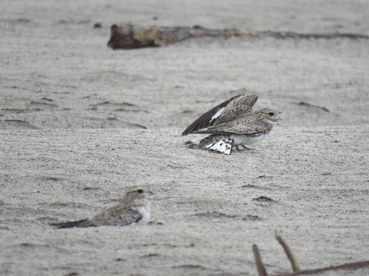 Sand-colored Nighthawk - ML69032981