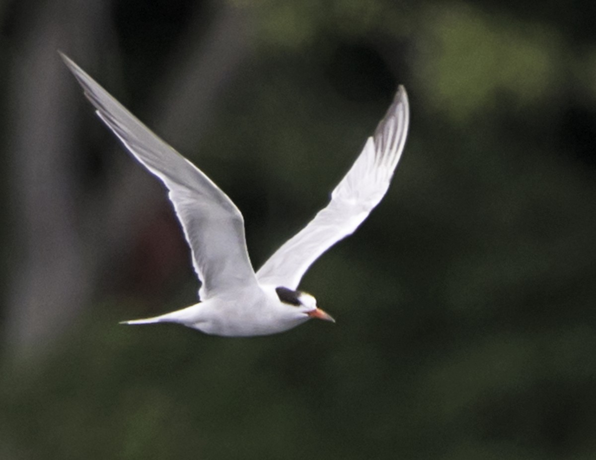 Common Tern - ML69033551