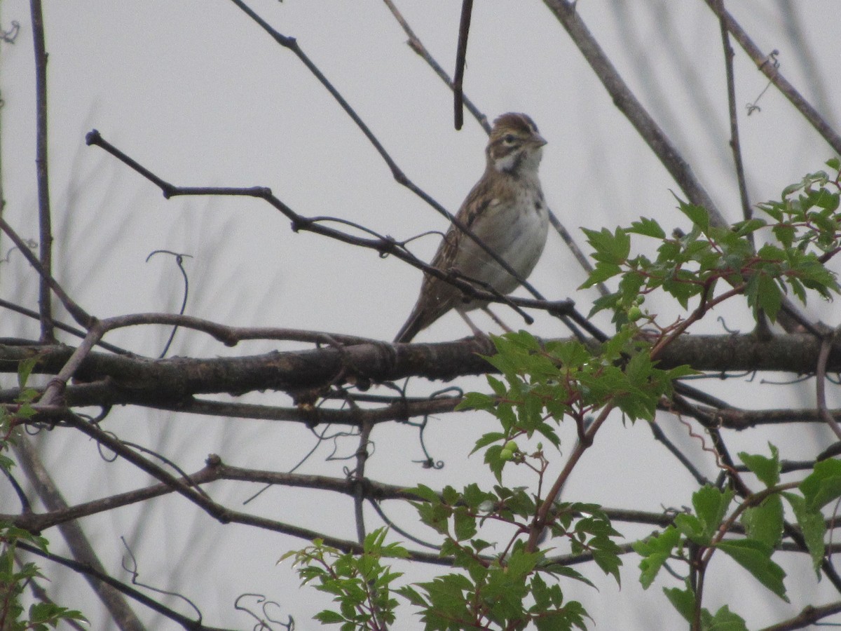 Lark Sparrow - ML69034251