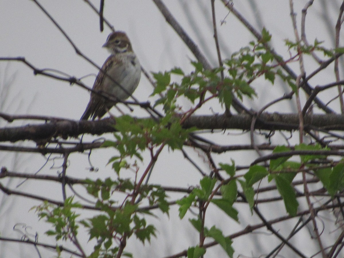 Lark Sparrow - ML69034331