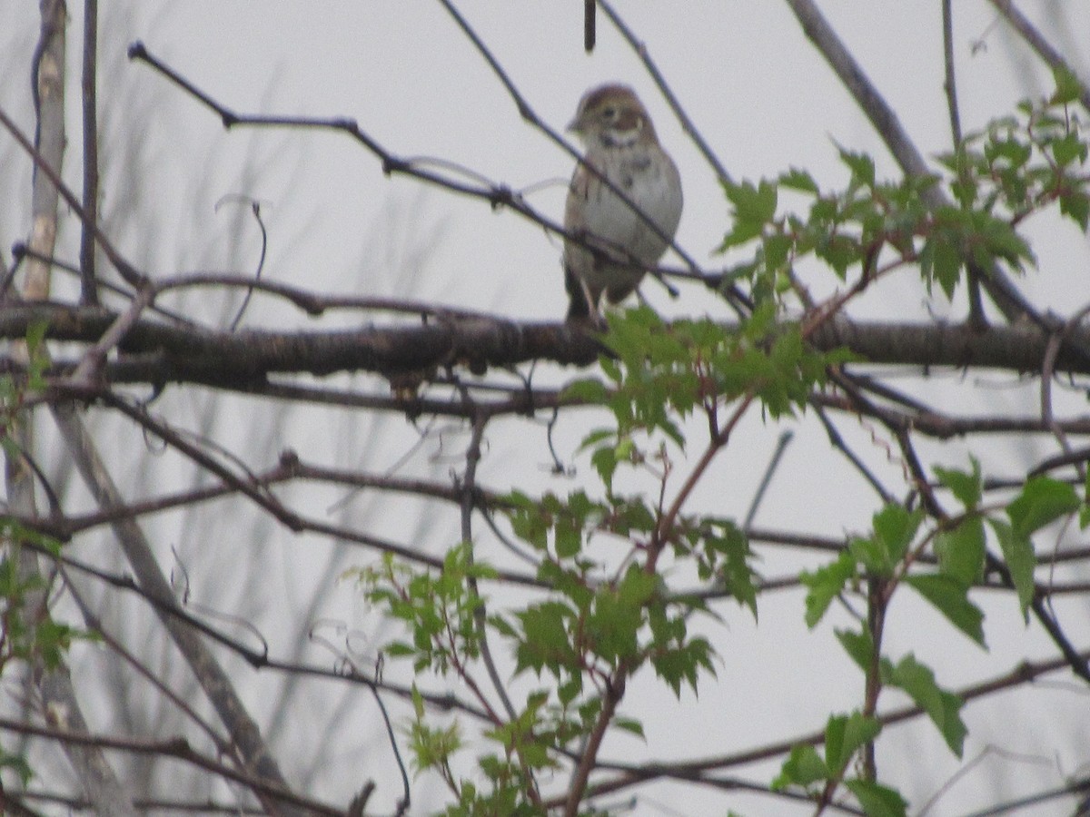 Lark Sparrow - ML69034371