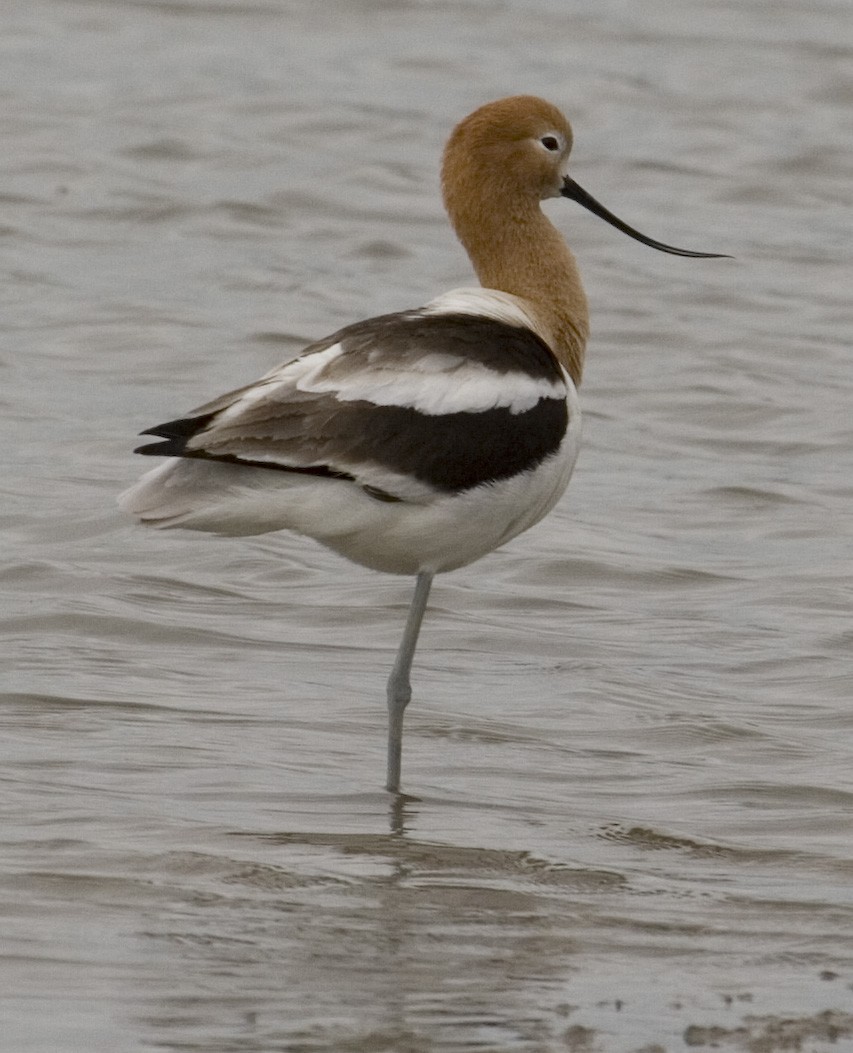 American Avocet - Geoff Hill