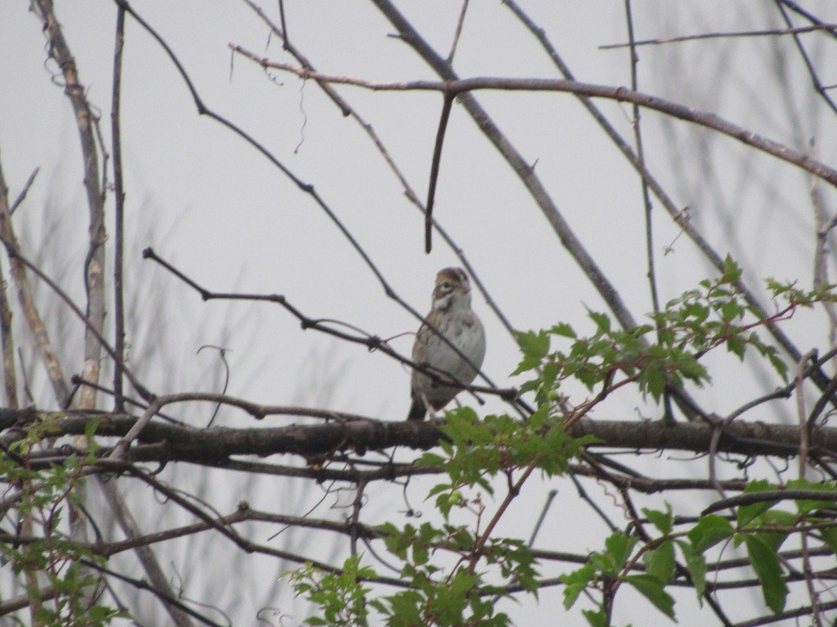 Lark Sparrow - ML69034391