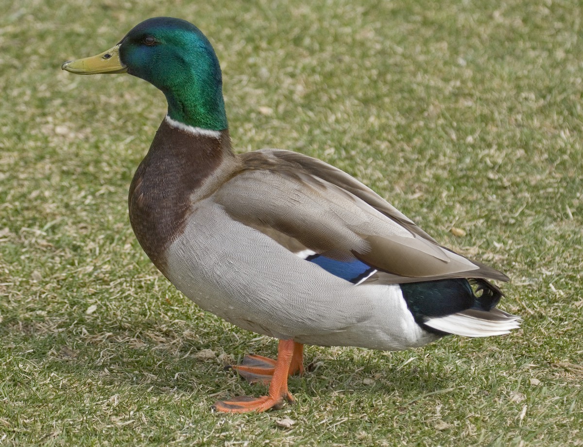 Mallard - ML69034821