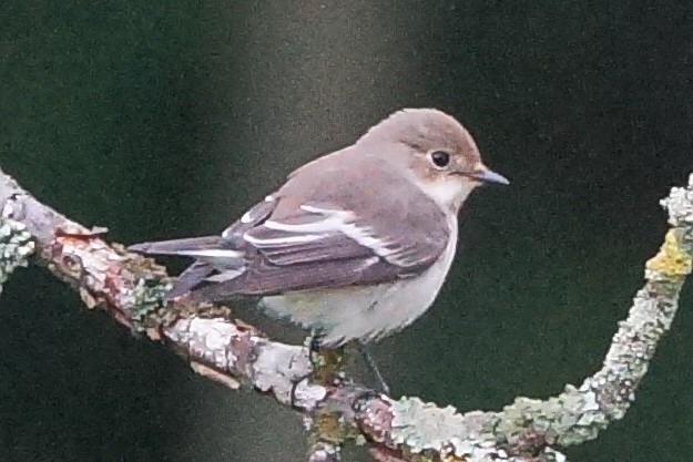 European Pied Flycatcher - ML69035061