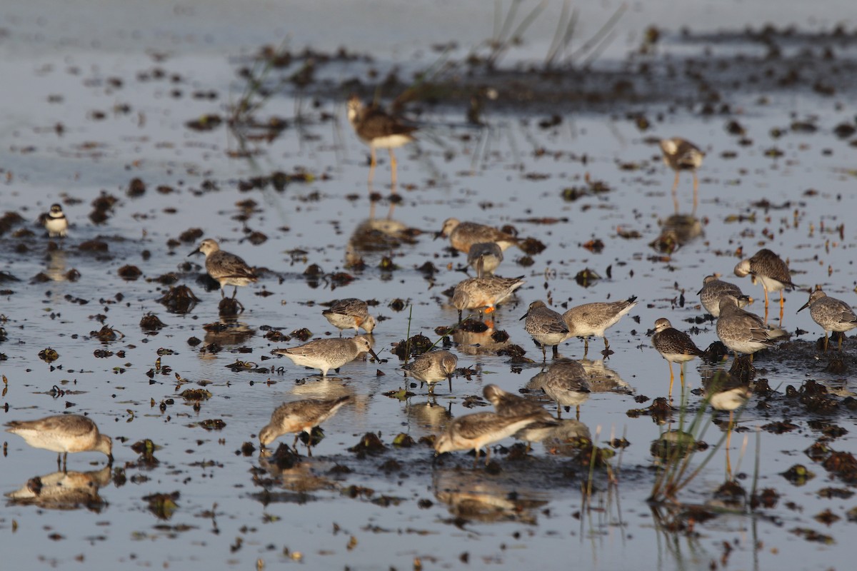 Red Knot - Ian Thompson