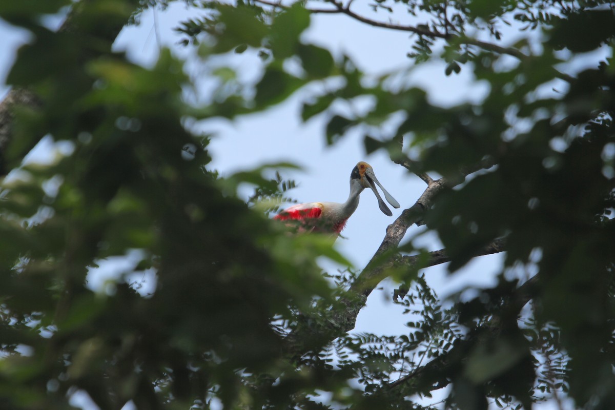 Roseate Spoonbill - ML69035561