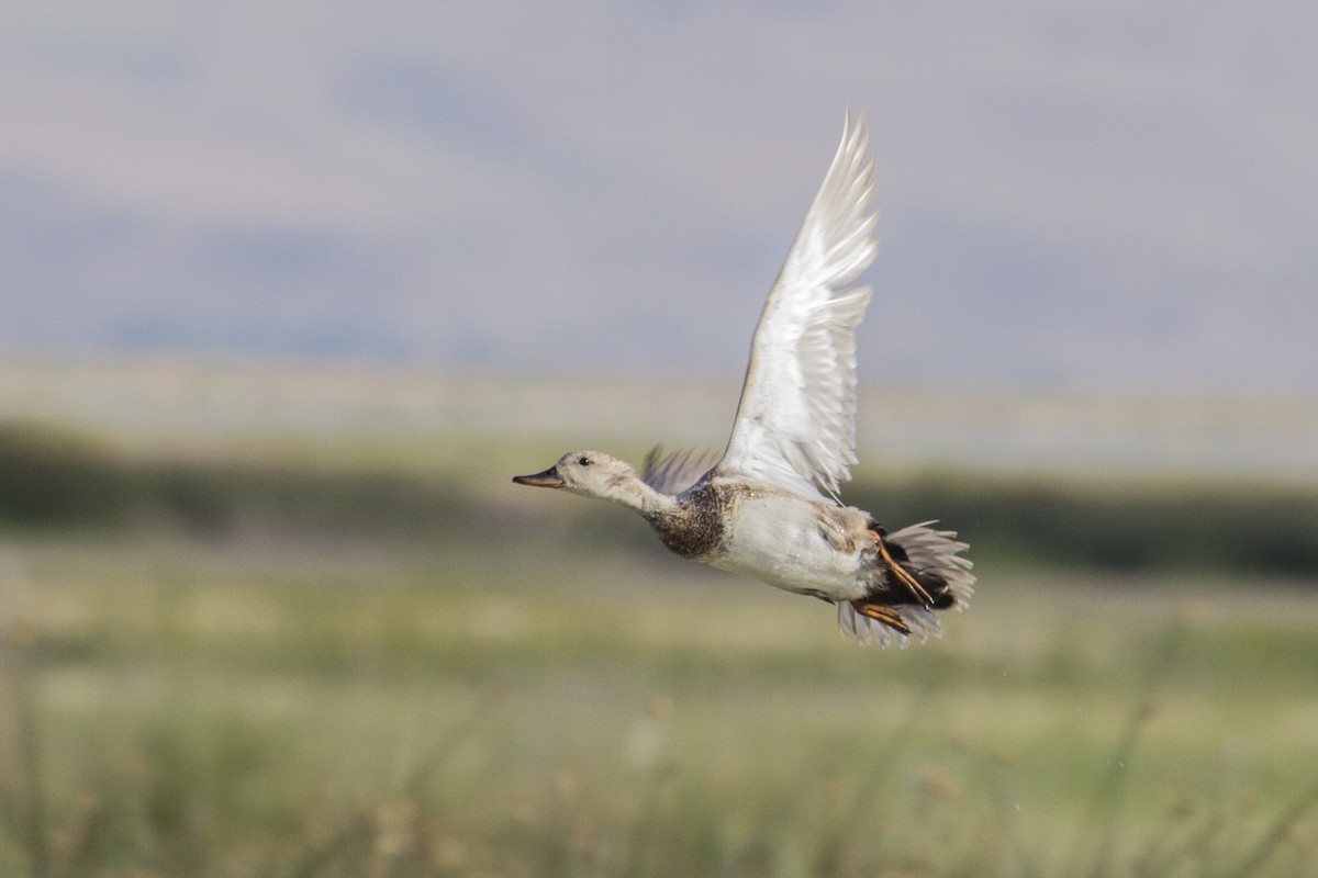 Gadwall - Geoff Hill