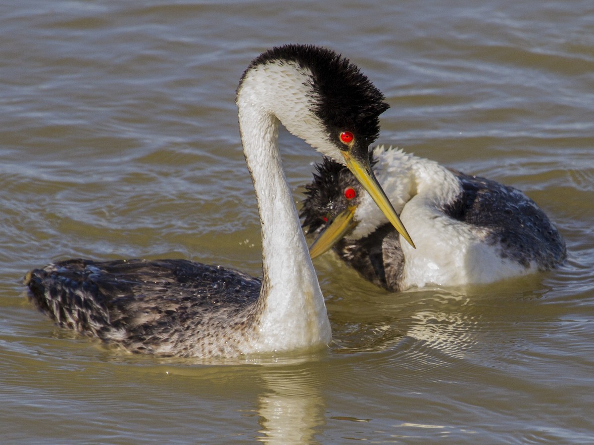 Western Grebe - ML69037361