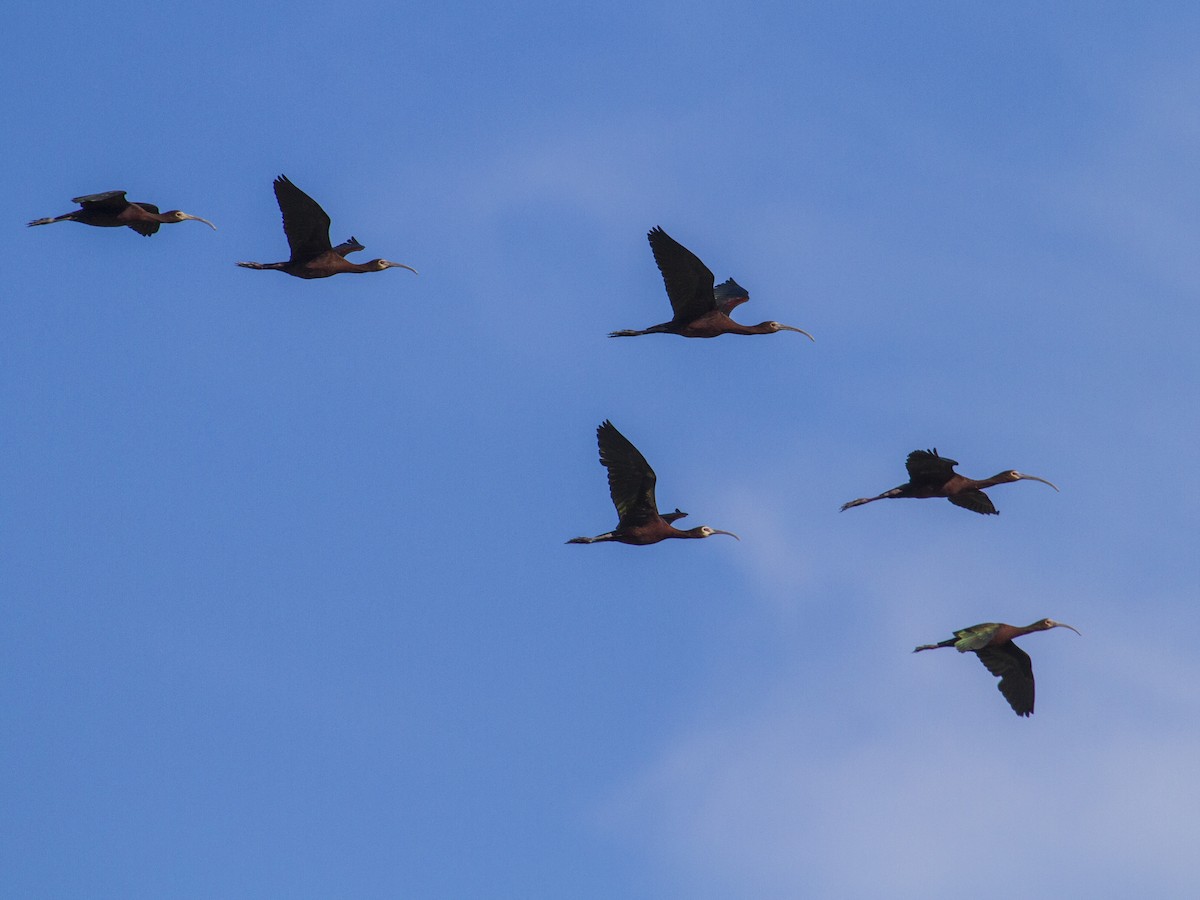 ibis americký - ML69037441