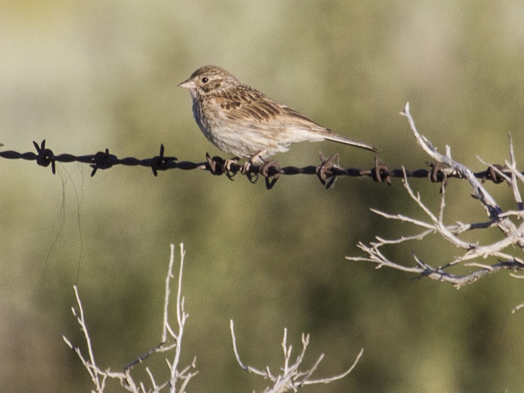 Vesper Sparrow - Geoff Hill