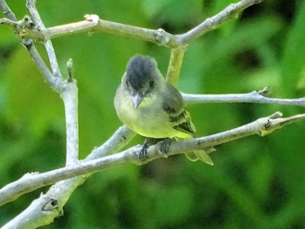 Yellow-bellied Flycatcher - ML69038131