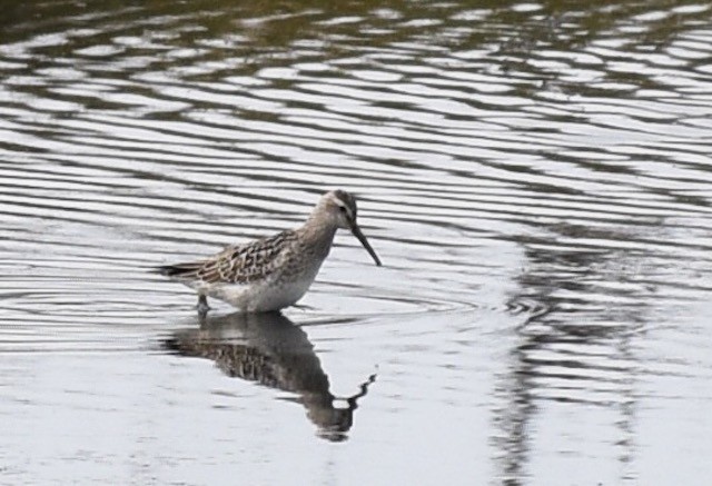 Stilt Sandpiper - ML69038311