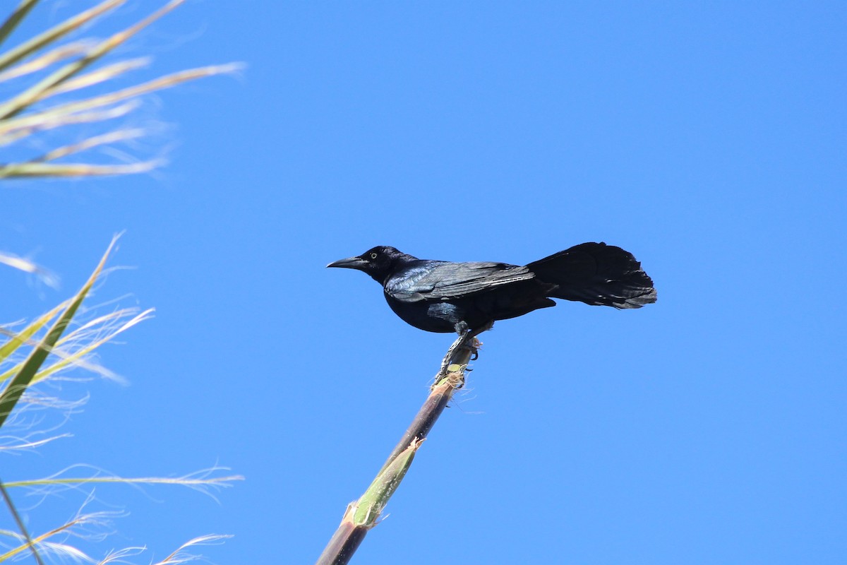 Great-tailed Grackle - ML69038581