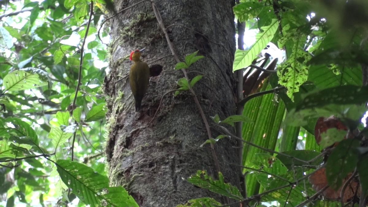 Yellow-throated Woodpecker - ML69041831