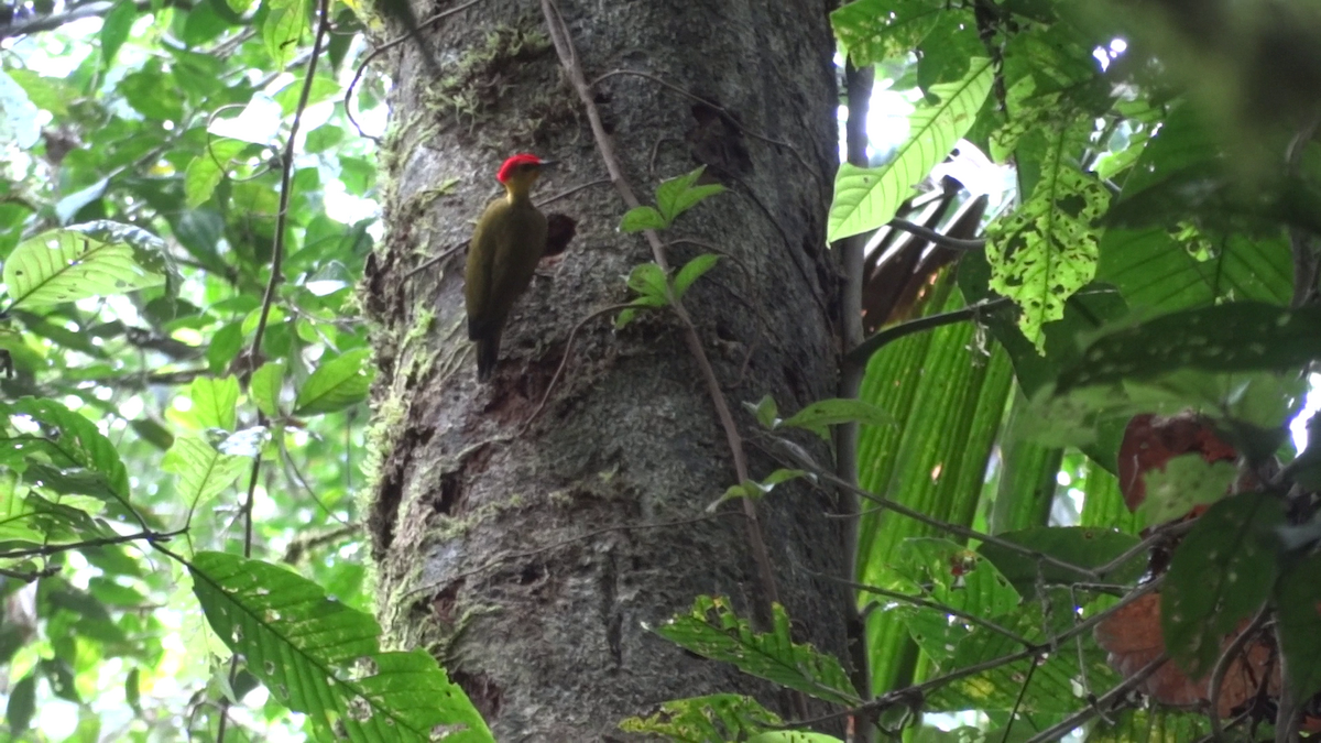 Yellow-throated Woodpecker - ML69041841