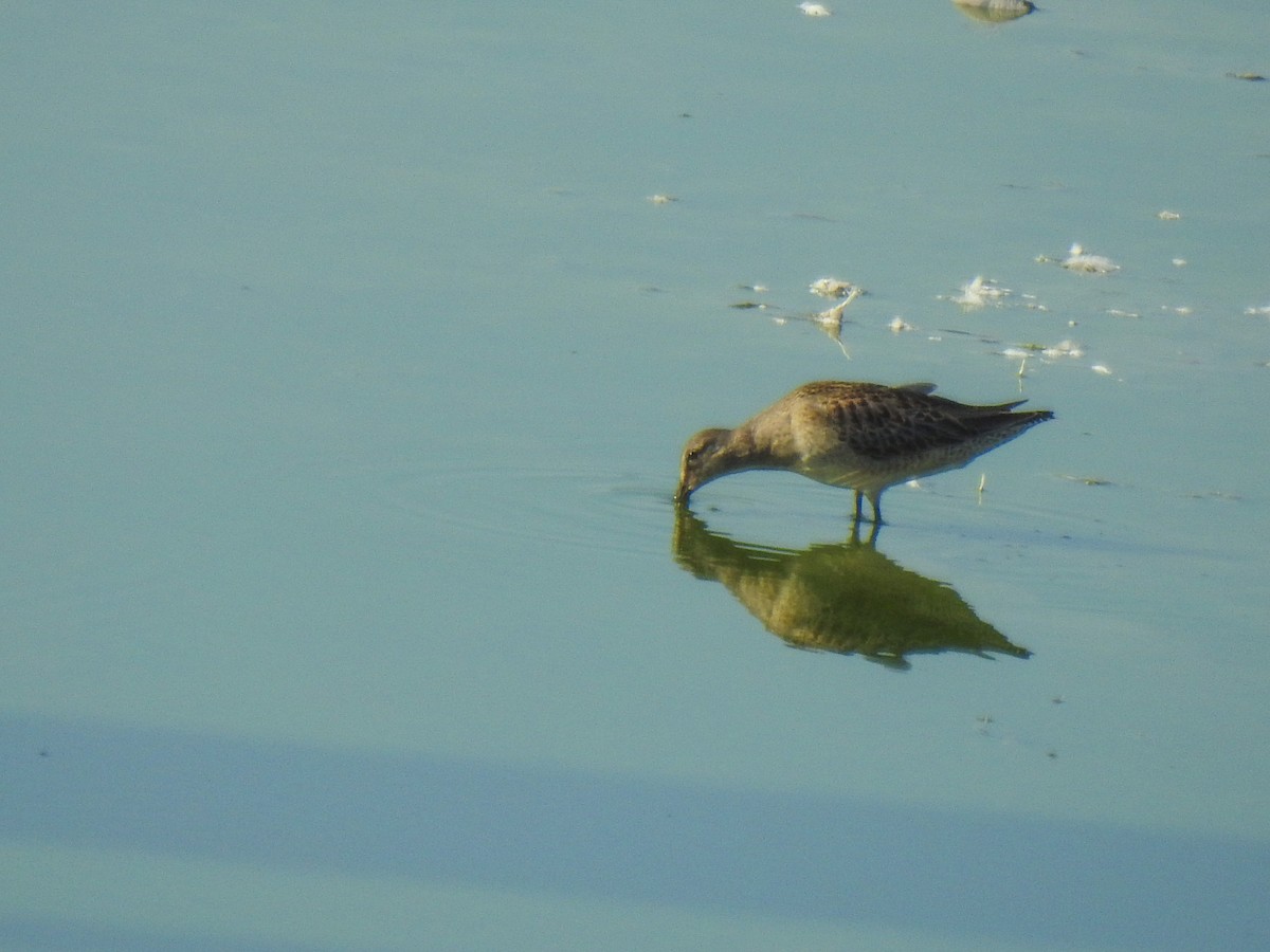 Long-billed Dowitcher - ML69042671