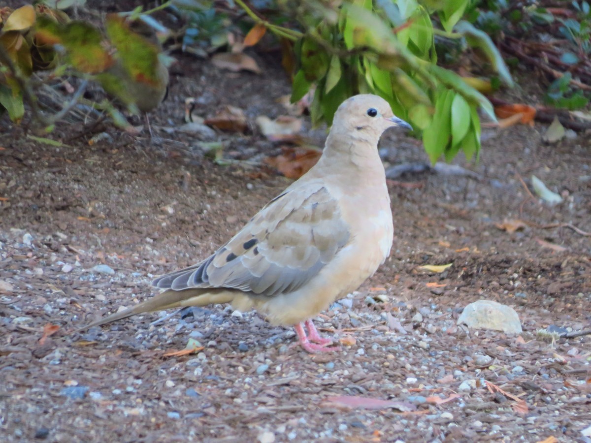 Mourning Dove - Chris Dale