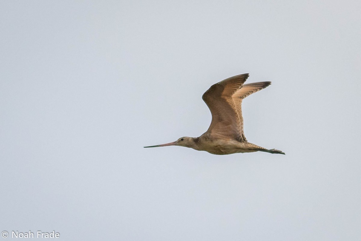 Marbled Godwit - ML69044111