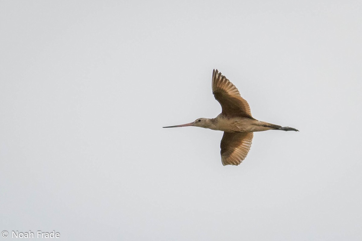 Marbled Godwit - ML69044121