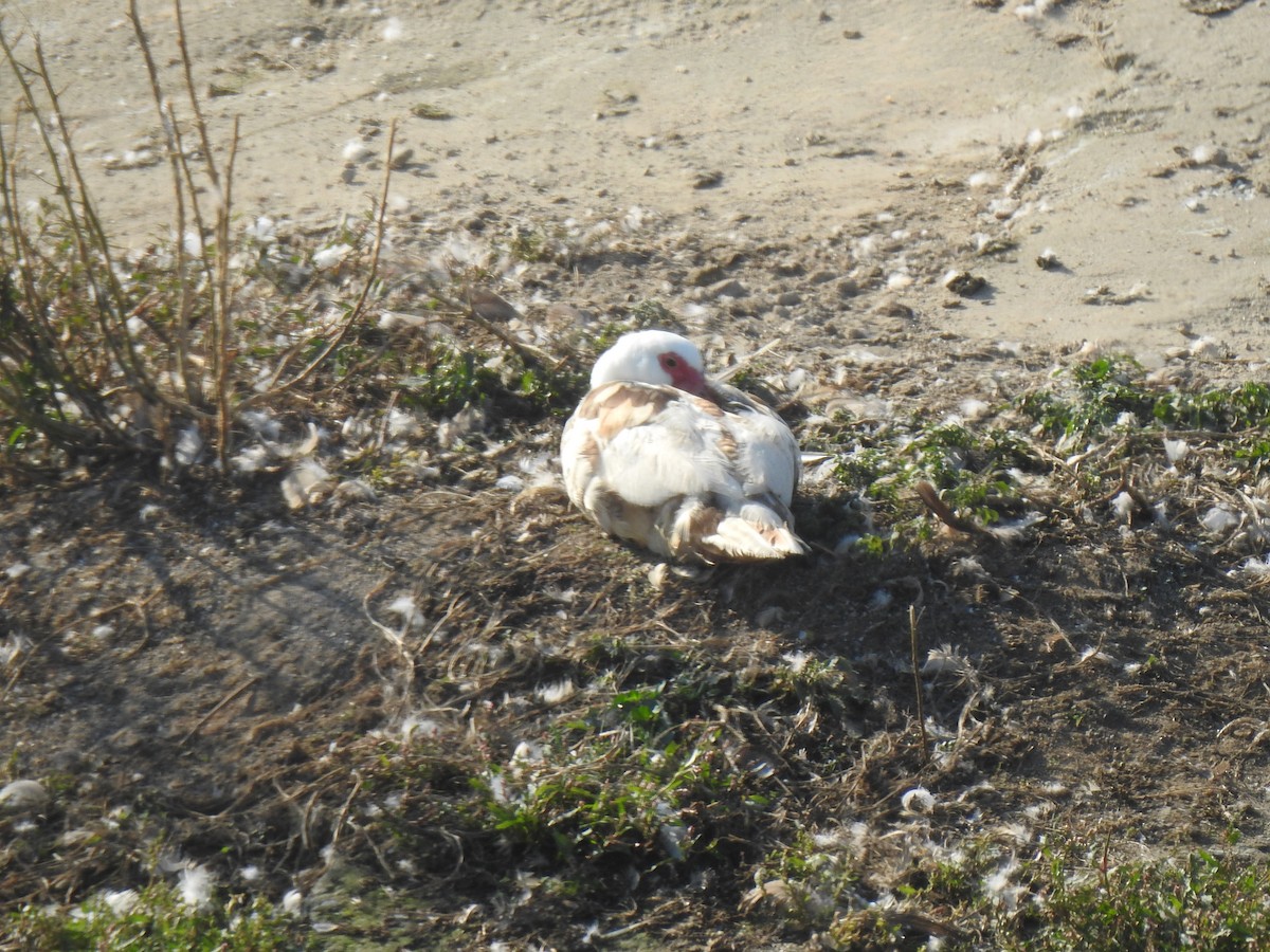 Muscovy Duck (Domestic type) - ML69045361