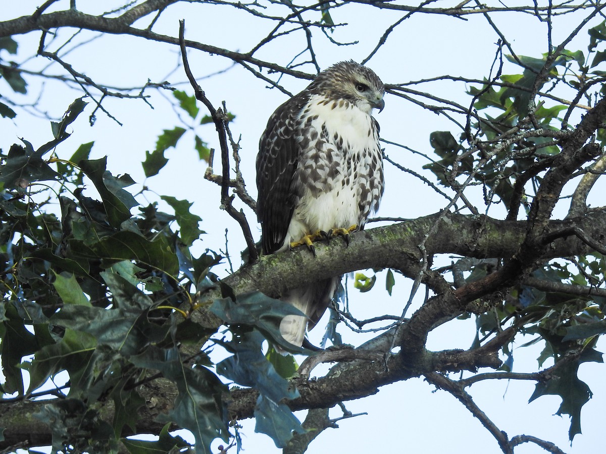 Red-tailed Hawk - Pam Rasmussen