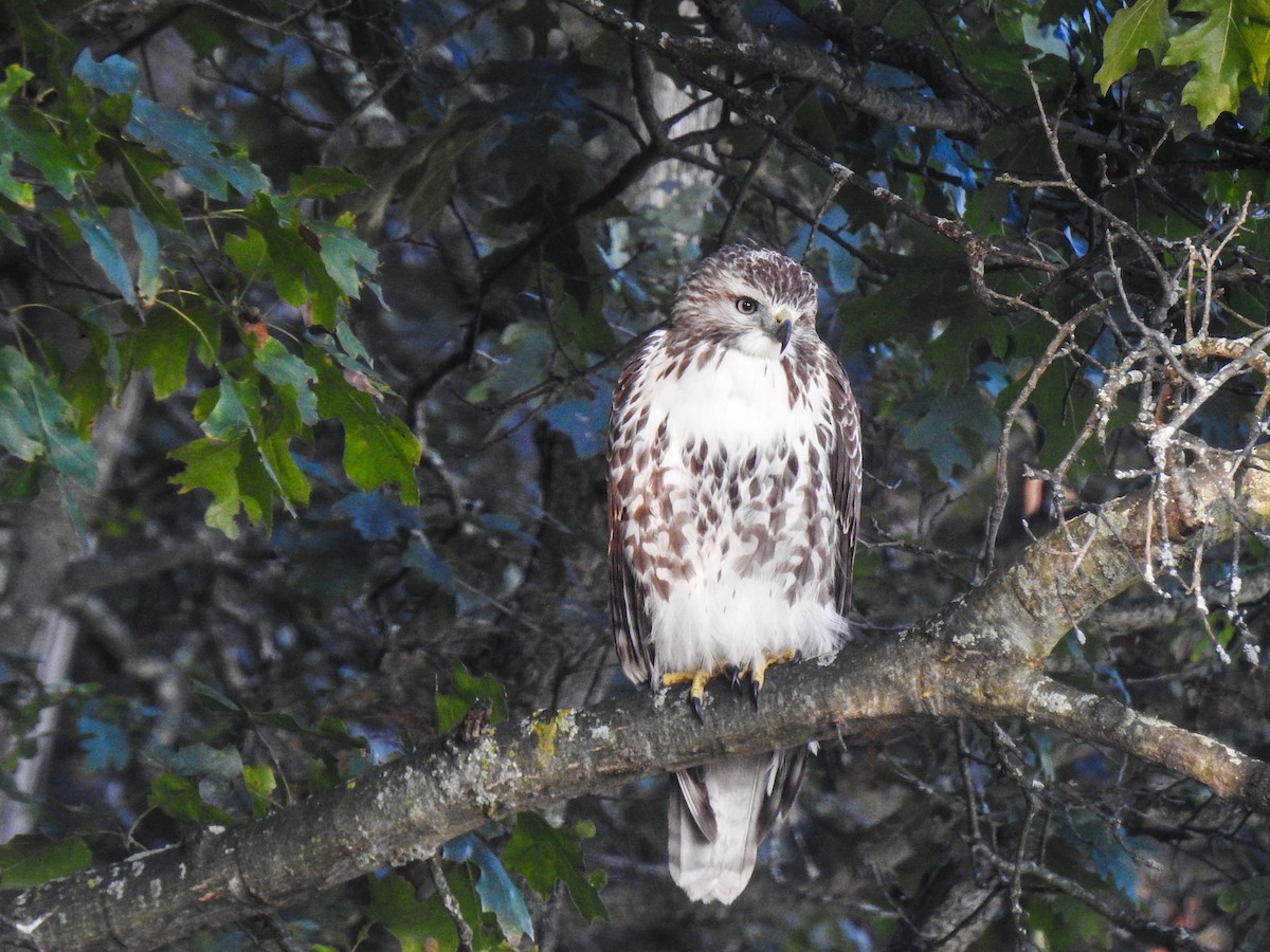 Red-tailed Hawk - Pam Rasmussen