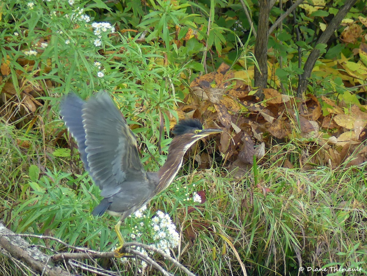 Green Heron - Diane Thériault