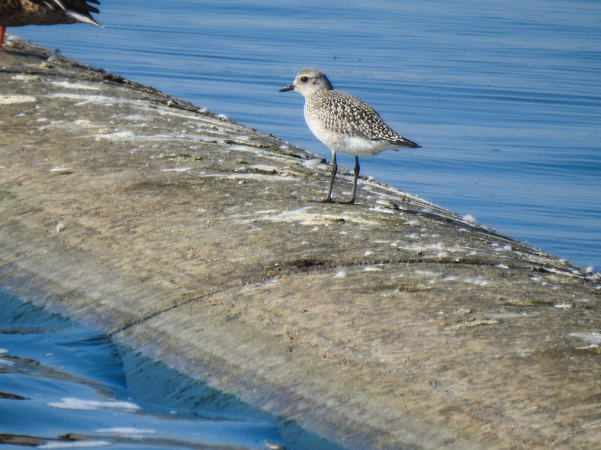 Black-bellied Plover - ML69045771