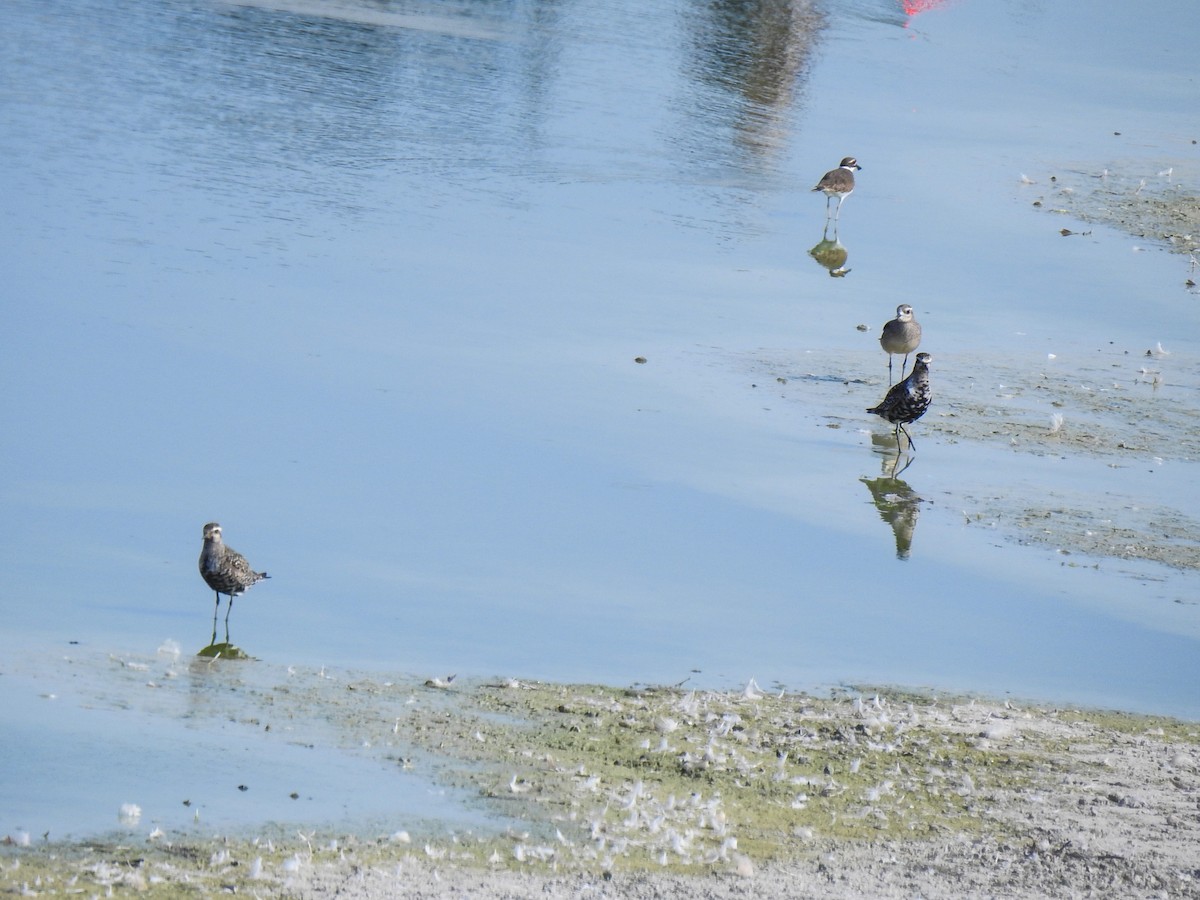 American Golden-Plover - Pam Rasmussen