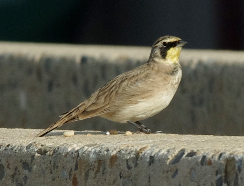 Horned Lark - ML69045961