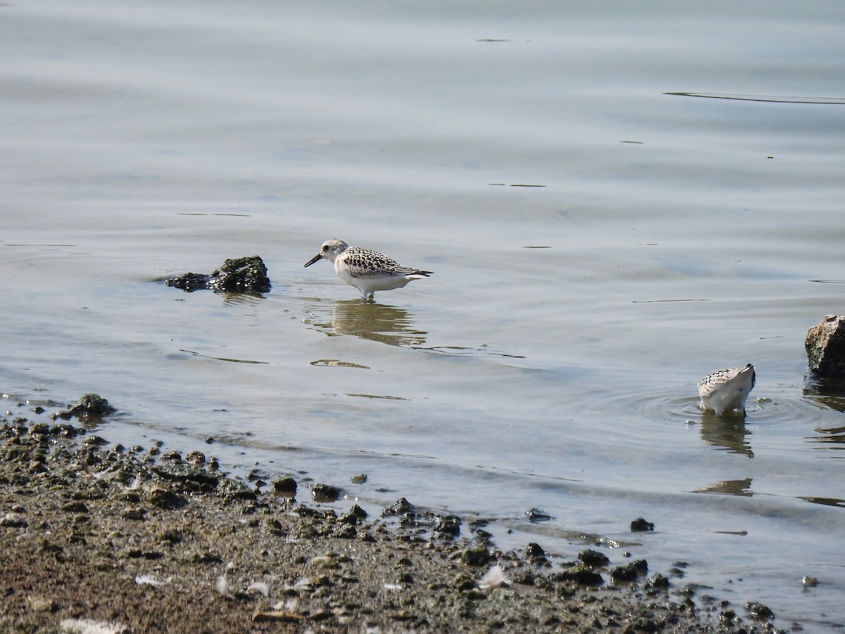 Bécasseau sanderling - ML69046021