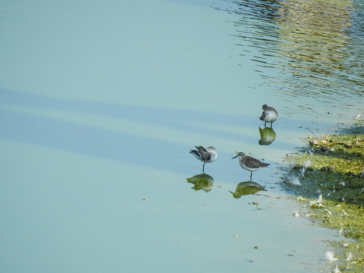 Semipalmated Sandpiper - ML69046081