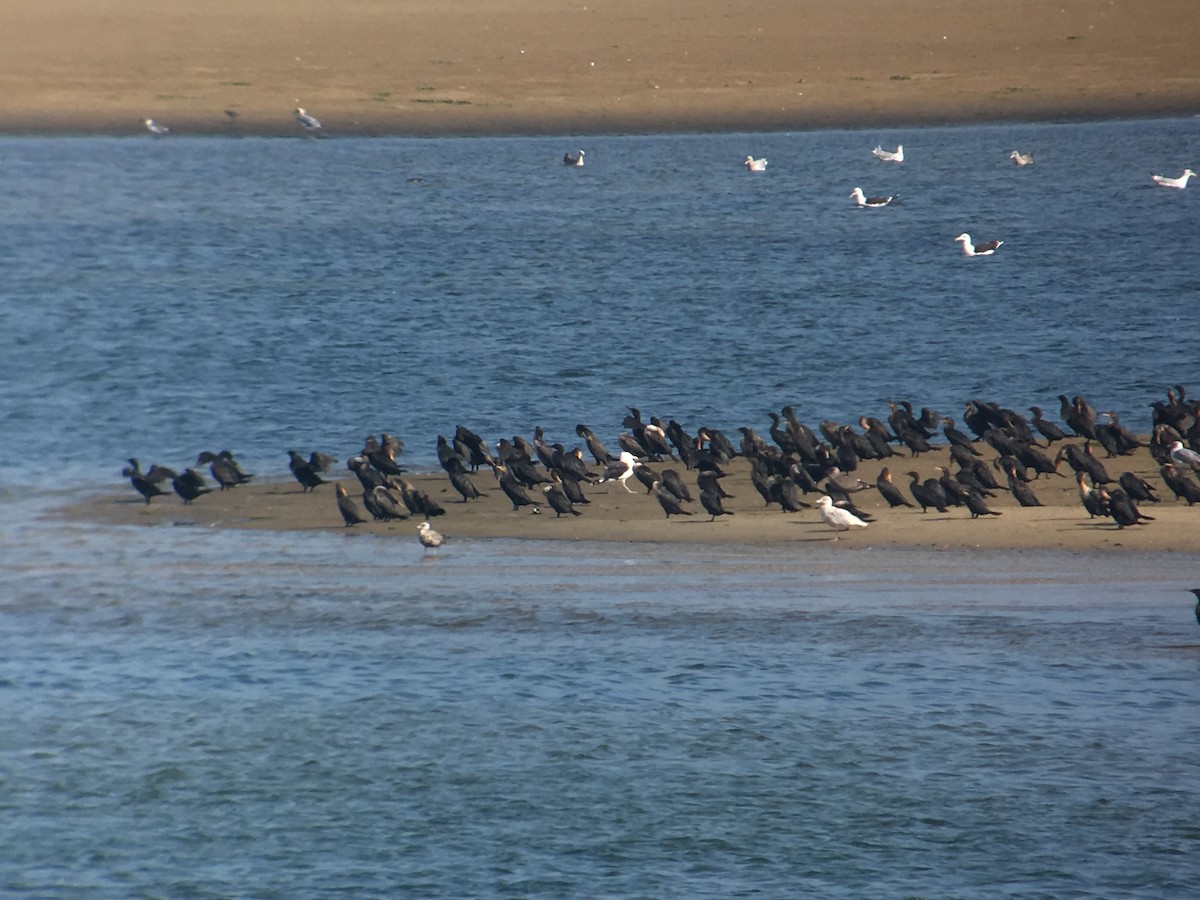 Glaucous Gull - ML69049151