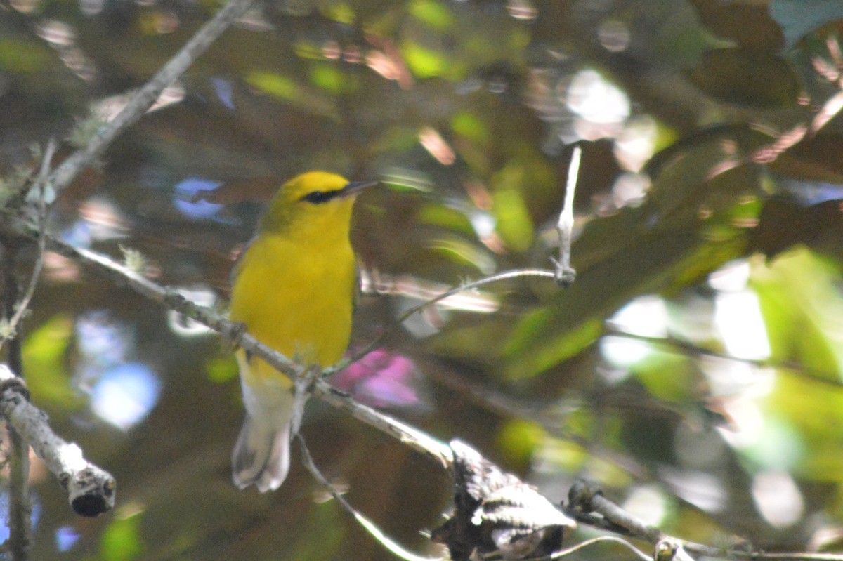 Blue-winged Warbler - Carlos Mancera (Tuxtla Birding Club)