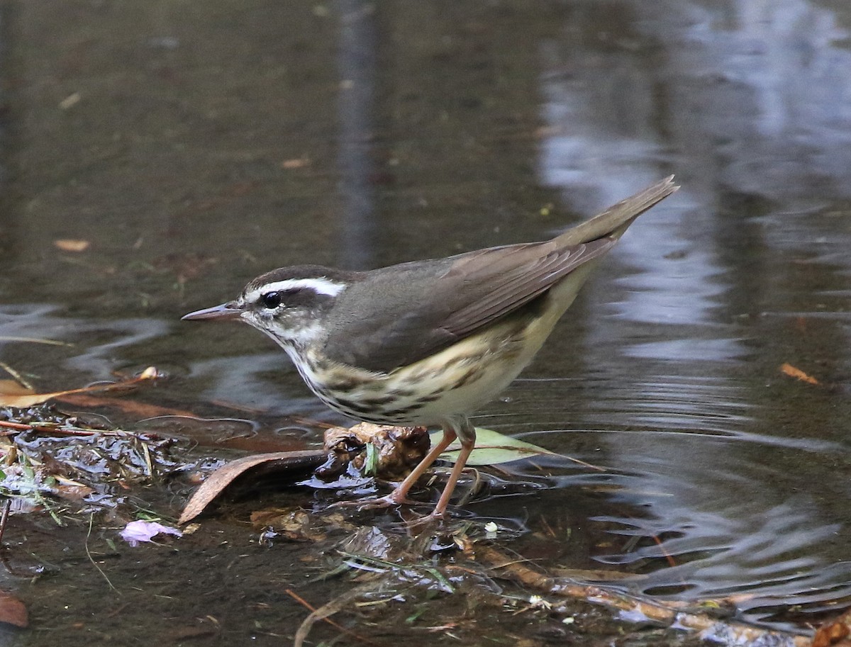 Louisiana Waterthrush - Trish Gussler