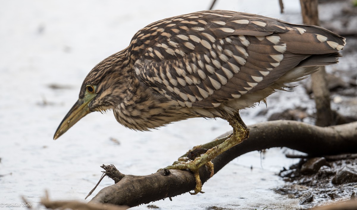 Black-crowned Night Heron - ML69053101