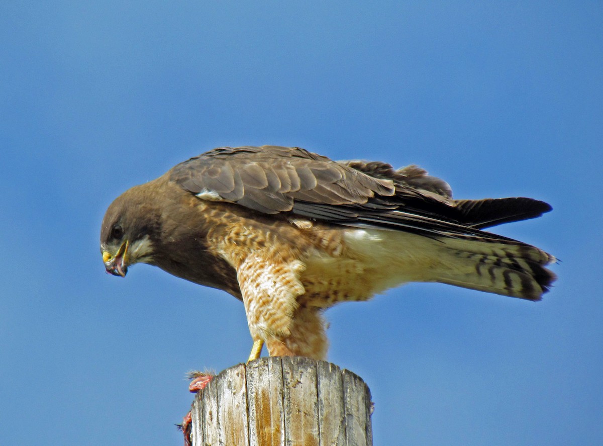 Swainson's Hawk - Jim Scott