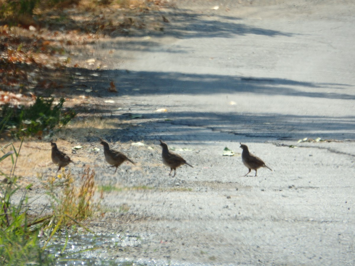 California Quail - ML69055071