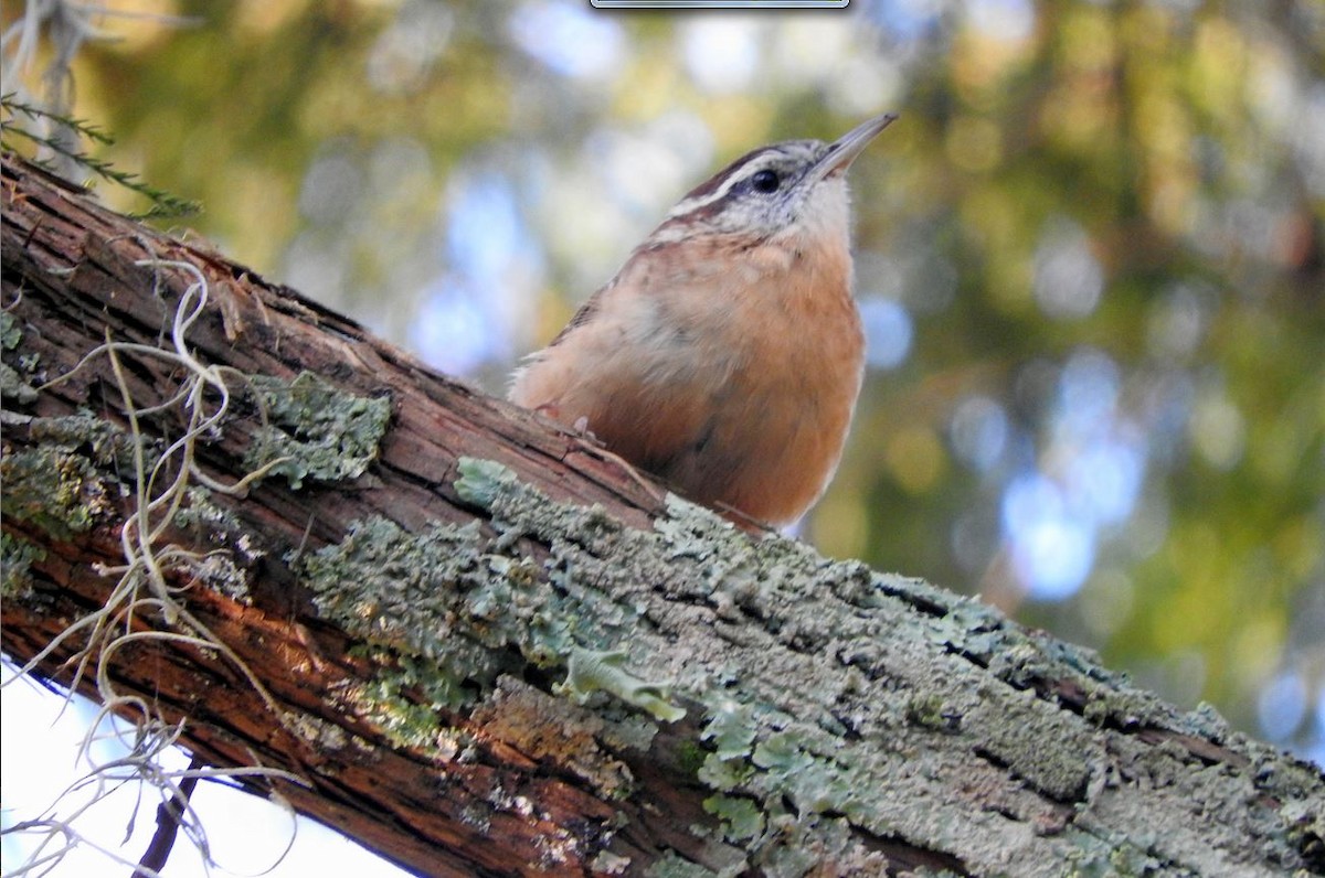 Carolina Wren - ML69055161